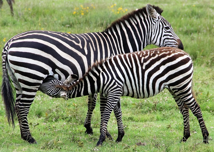 Kenia Safaritagebuch Zebras