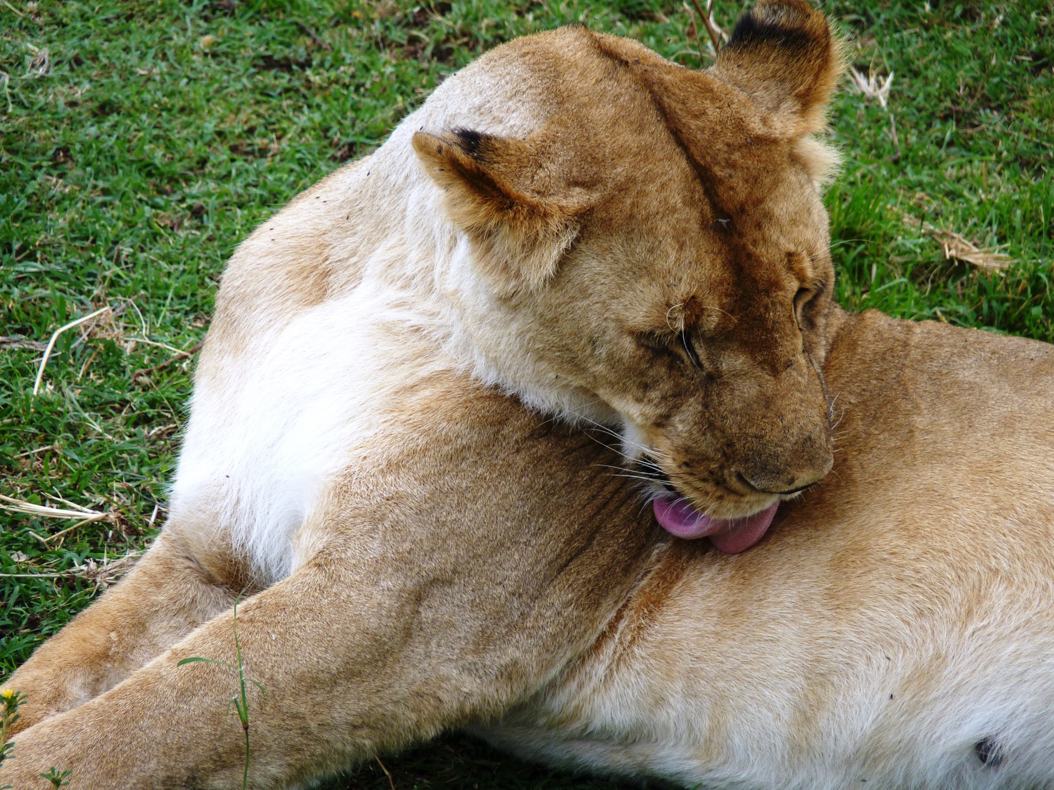 Kenia Safari Bewertung Löwe