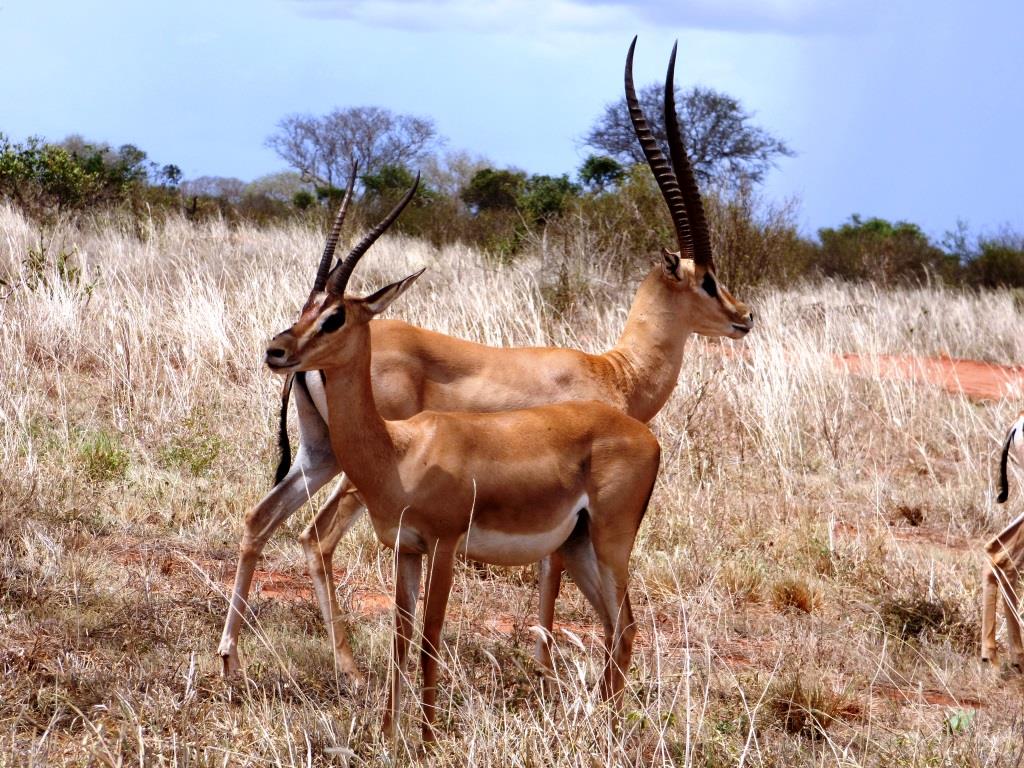 Kenia Safari Tour Impala