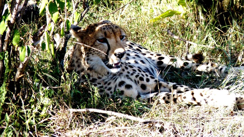 Kenia Safari Tour Shimba Hills Gepard