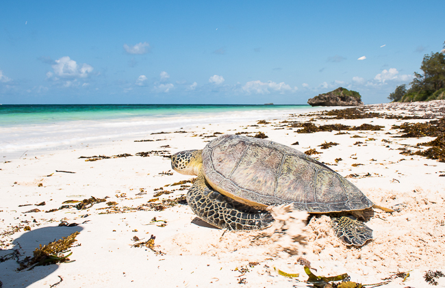 Strand in Kenia Schildkröte