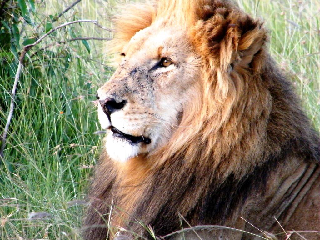 Kenia Safari Löwe