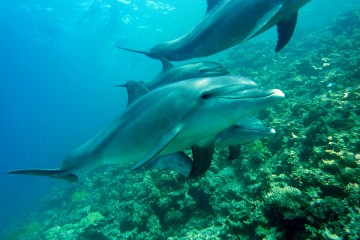 Delfine in Kenia