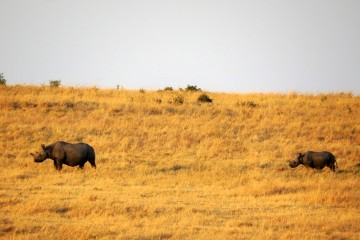 Rhinos Masai Mara Kenia