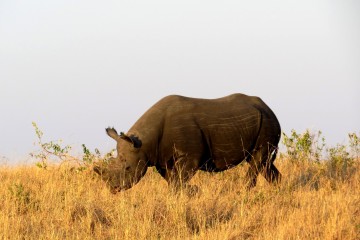 Nashorn in der Masai Mara Kenia