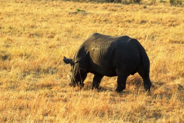Rhino Masai Mara Kenia