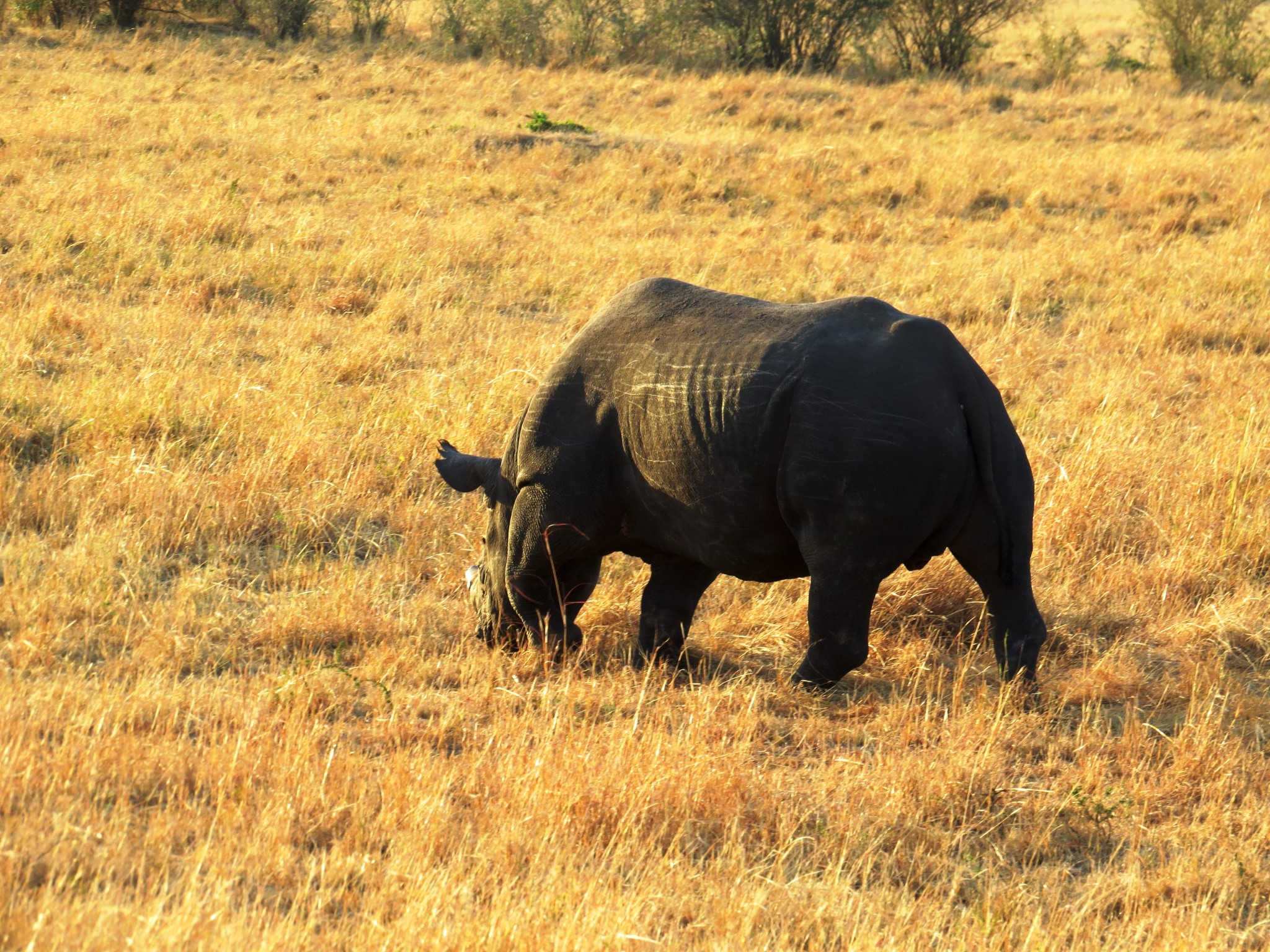 Rhino Masai Mara Kenia