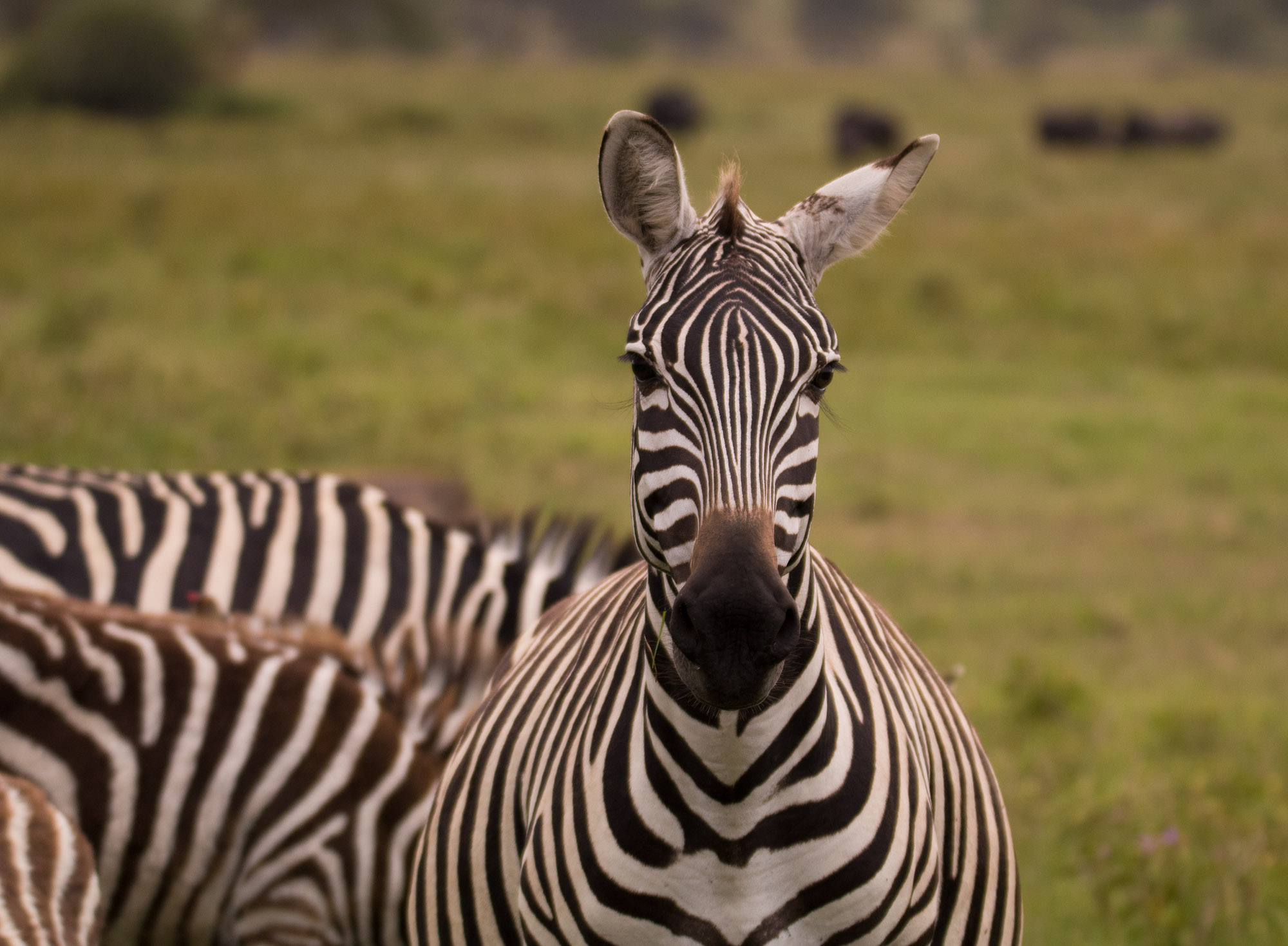 Kenia Safari Zebras Kunden Feedback
