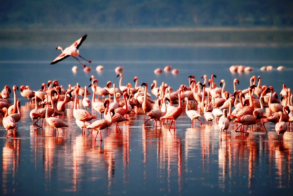 Sentrim Elementaita Camp Kenia - Kenia Safaritour