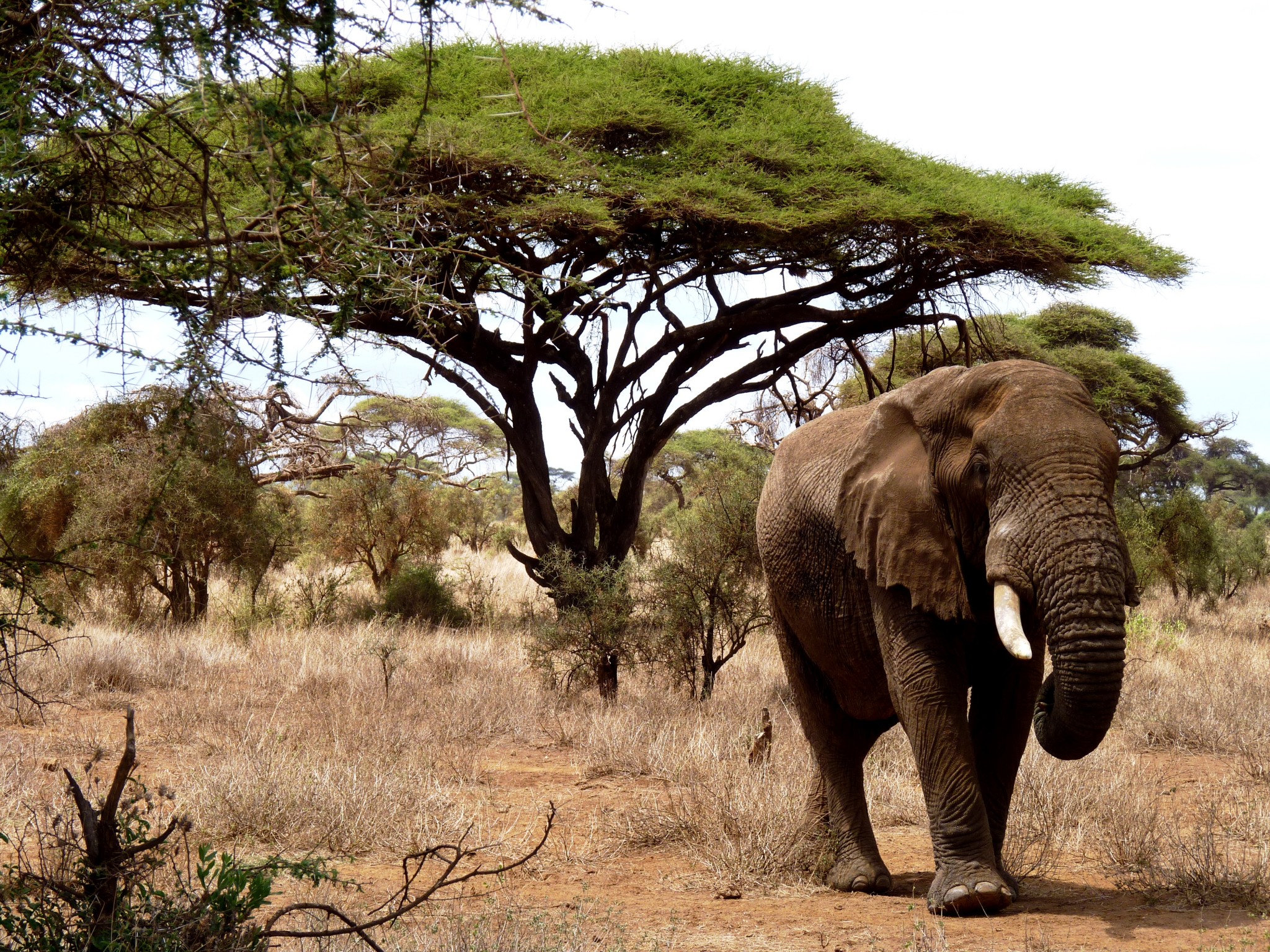 Elefant im Amboseli Nationalpark Kenia auf Kenia Safari Tour