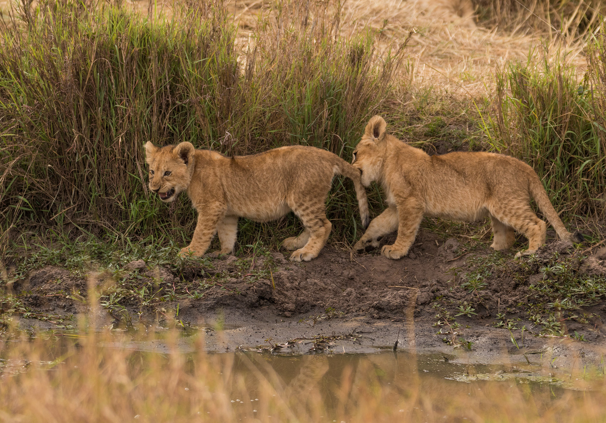 Kenia Safari Reise Bericht