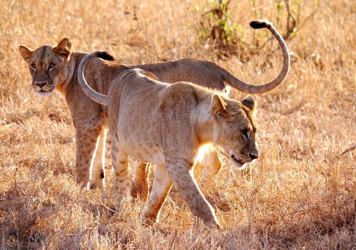 Junge Löwen in Kenia - Kenia Safaritour