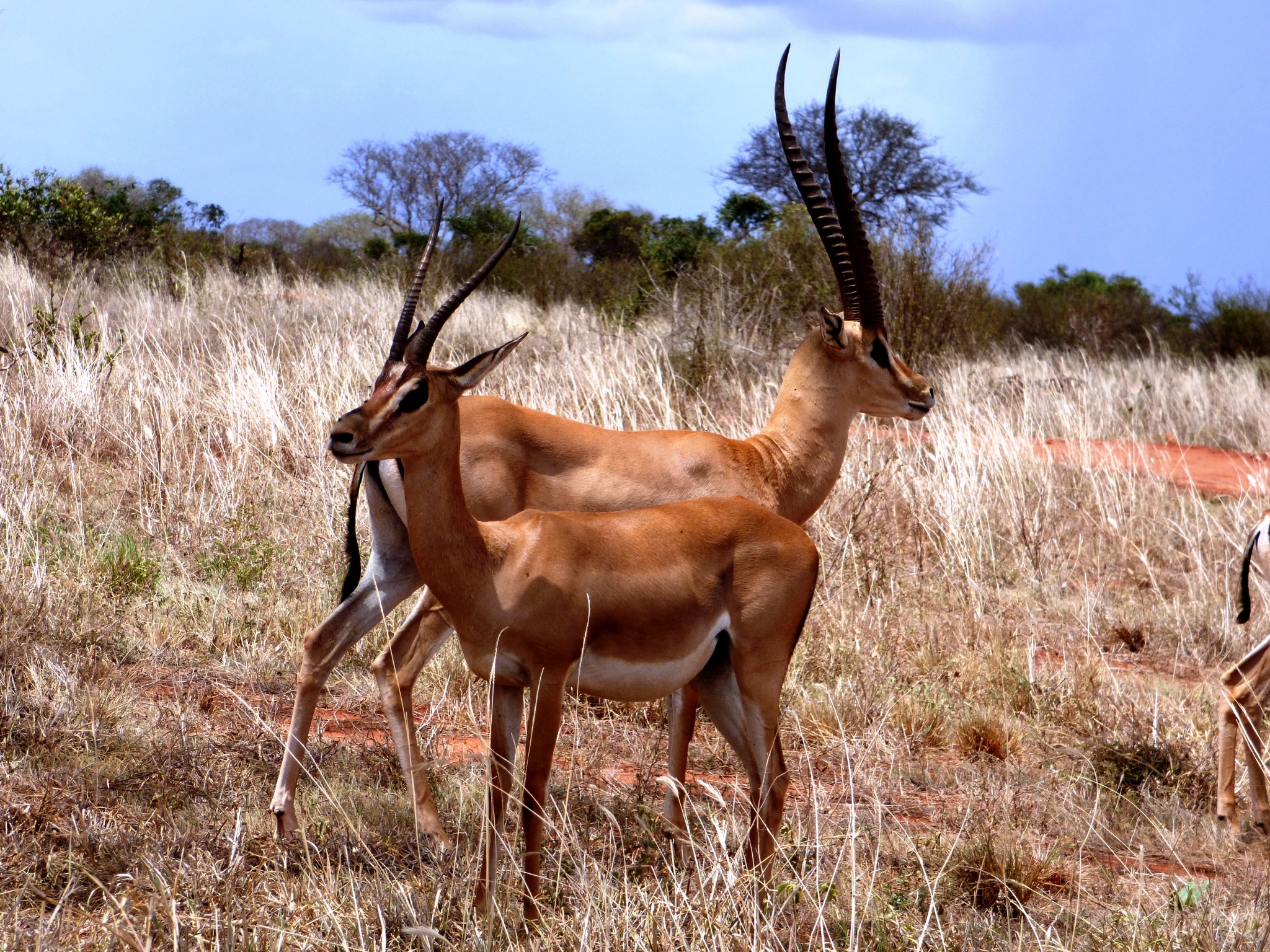 Impallas in Kenia - Safari