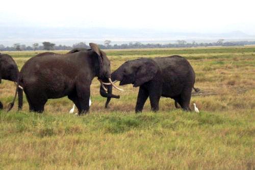 Elefanten im Amboseli Natinalpark Kenia