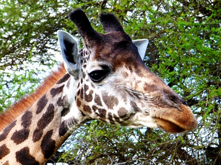 Giraffe in Kenia