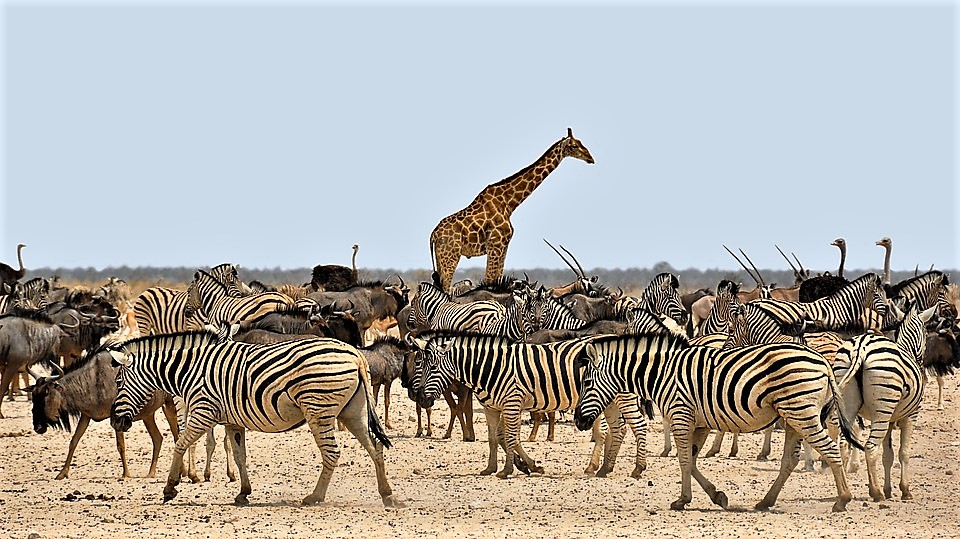 Große Tierwanderung in der Masai Mara Kenia