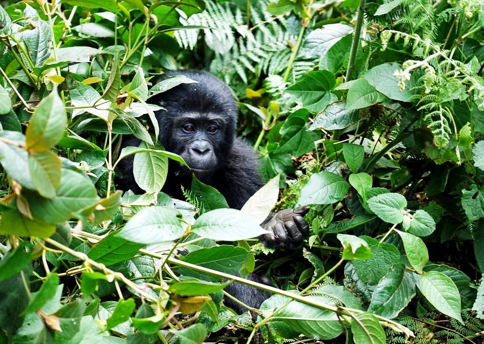 Gruppenreise Reisekontor Schmidt Gorilla Uganda Ruanda
