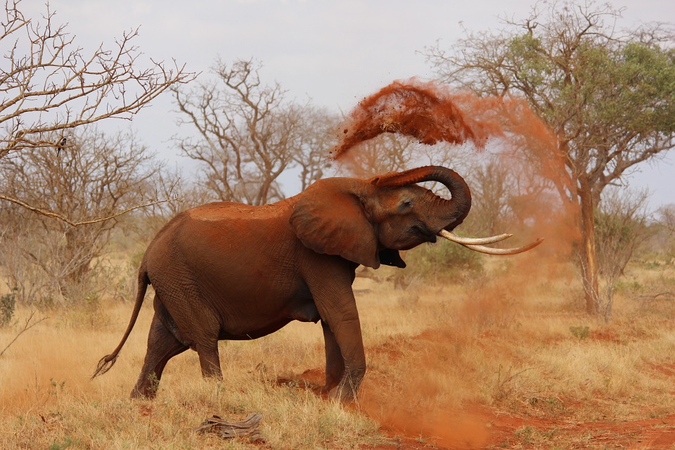 Elefant im Tsavo Nationalpark Kenia