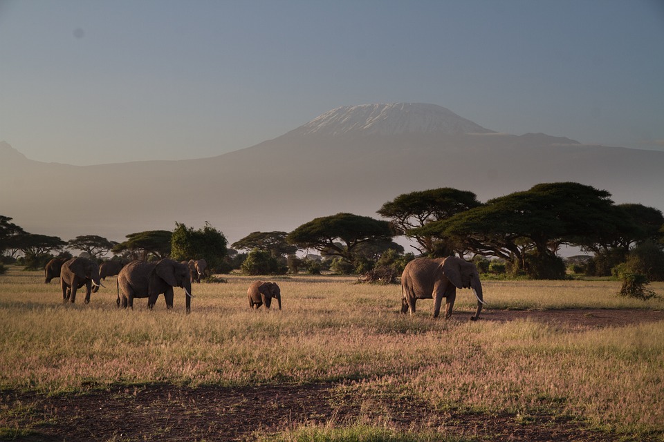 Elefanten im Amboseli Kenia
