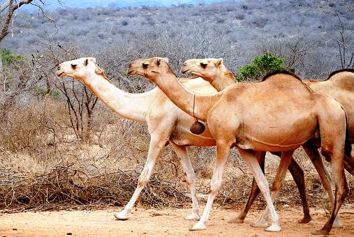 Kamele in Kenia