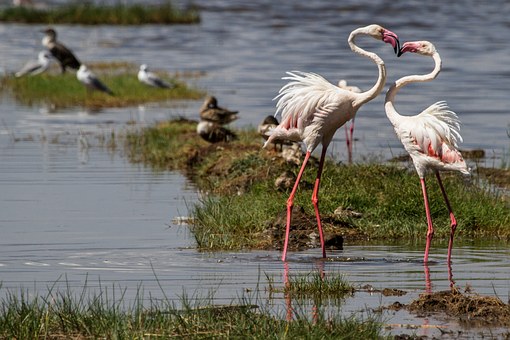 Flamingos am Lake Nakuru Kenia Safari von Kenia Urlaub keniaurlaub.de