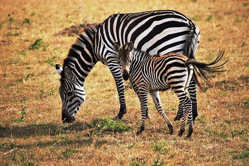 Zebras - in Kenia auf Safari - mit Keniaurlaub