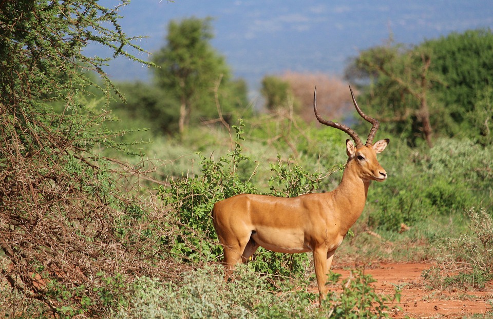 Gazelle im Tsavo Nationalpark Kenia