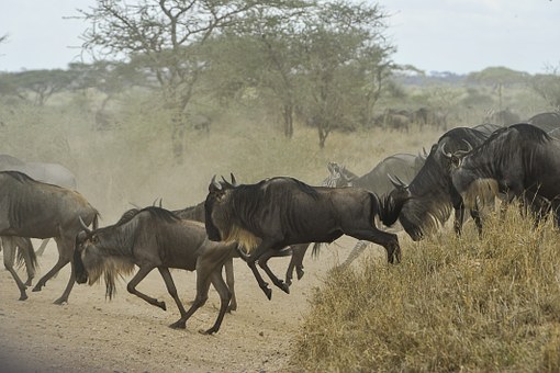 Gnuwanderung Kenia Masai Mara