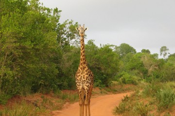 Kenia Urlaub Safari Reisebewertung