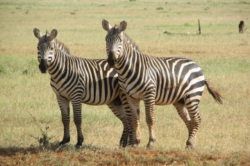 Kenia Urlaub Safari Reisebericht