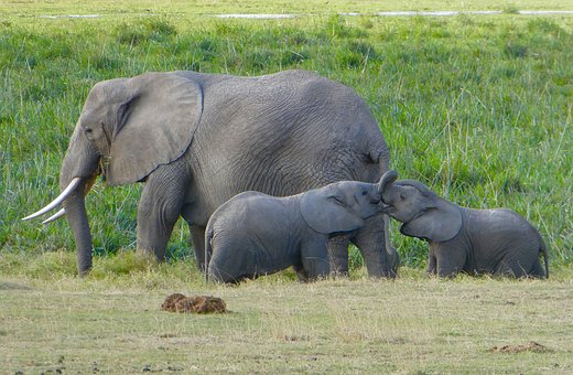 Elefanten im Amboseli Nationalpark in Kenia