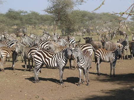 Im Keniaurlaub auf Kenia Safari Reise in der Masai Mara - Zebras