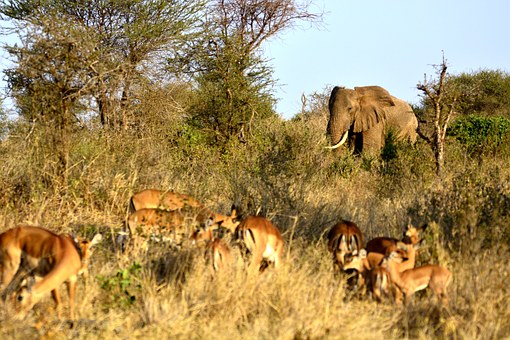 Im Keniaurlaub auf Kenia Safari Reise im Tsavo Nationalpark - Elefant