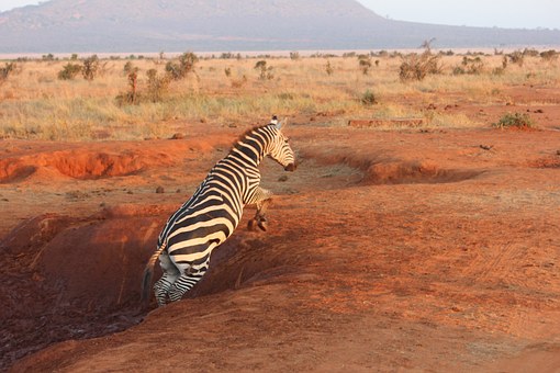 Kenia Safari Reise Tsavo Zebra
