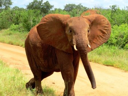 Kenia Urlaub Safari Elefant im Tsavo Nationalpark auf Kenia Safari Reise
