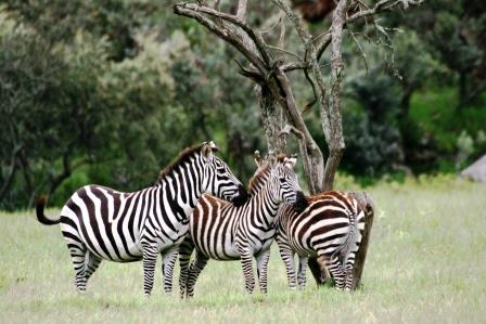 Keniaurlaub - Zebras auf Keniasafari Reise