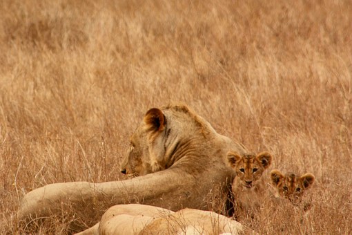 Kenia Safari Reise während des Keniaurlaubs - Kenia Urlaub