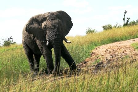 Kenia Safari Reise Elefant