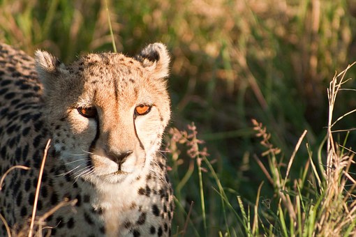 Gepard Kenia Safari Reise - Kenia Urlaub mit Keniaspezialist Reisekontor Schmidt