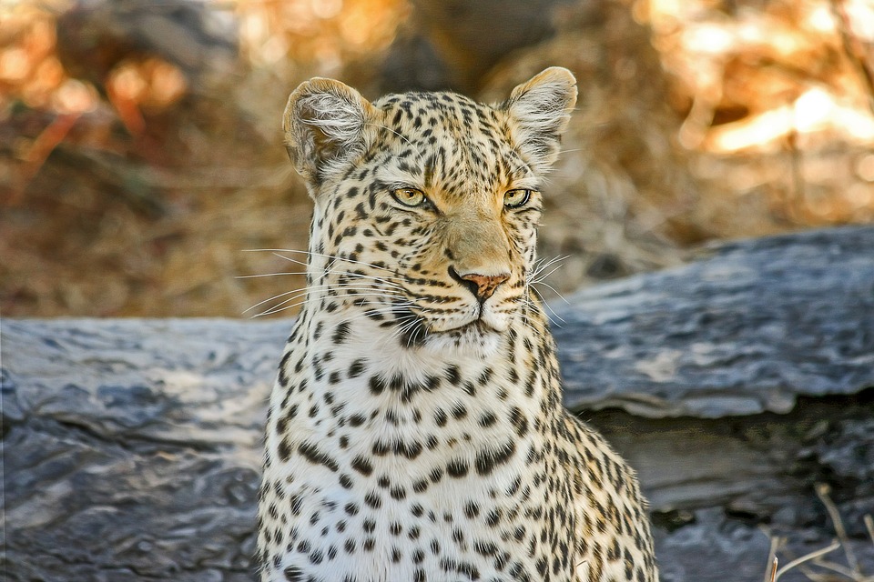 Leopard auf Safari in Kenia mit Keniaspezialist Reisekontor Schmidt Kenia Urlaub