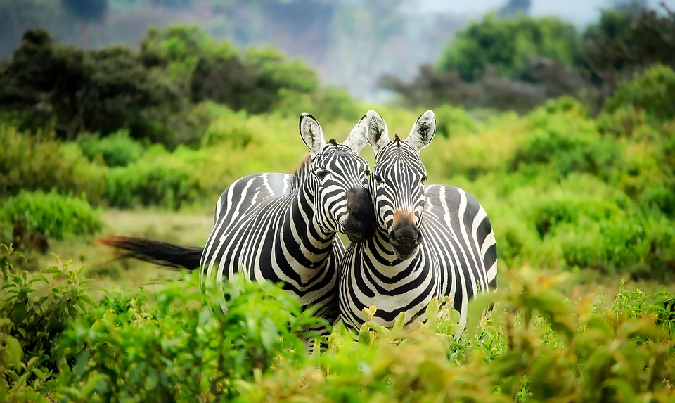 Zebra auf Kenia Safari in Kenia mit Keniaspezialist Reisekontor Schmidt Kenia Urlaub