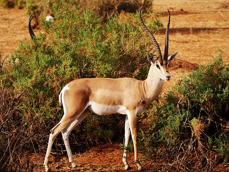 Impala auf Kenia Safari im Kenia Urlaub Kenia Reise