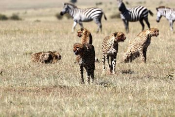 Gepard Kenia Safari Reisebericht