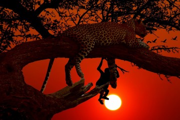 Leopard im Sonnenuntergang während einer Kenia Safari Reise - Keniaurlaub Keniaspezialist Reisekontor Schmidt
