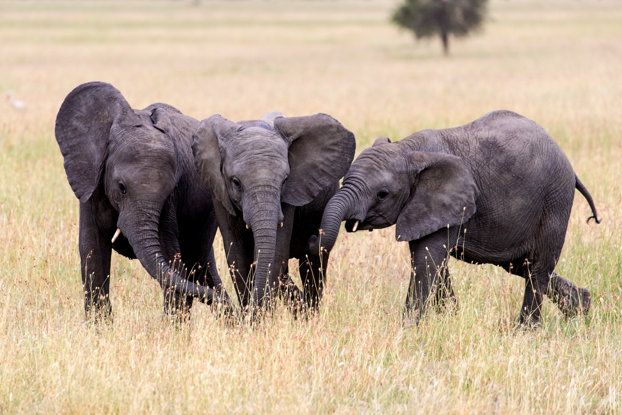 Daphne Sheldrick verstorben Kenia ElefantenWaisenhaus