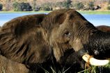 Elefant Botswana Okavango Gruppenreise Reisekontor Schmidt