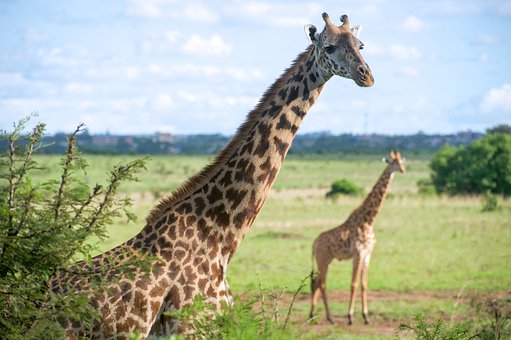 Giraffen vor Nairobi Kenia Urlaub