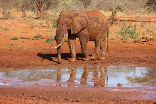 Kenia Safari im Tsavo Ost min Kenia Urlaub Spezialist Reisekontor Schmidt - Elefant