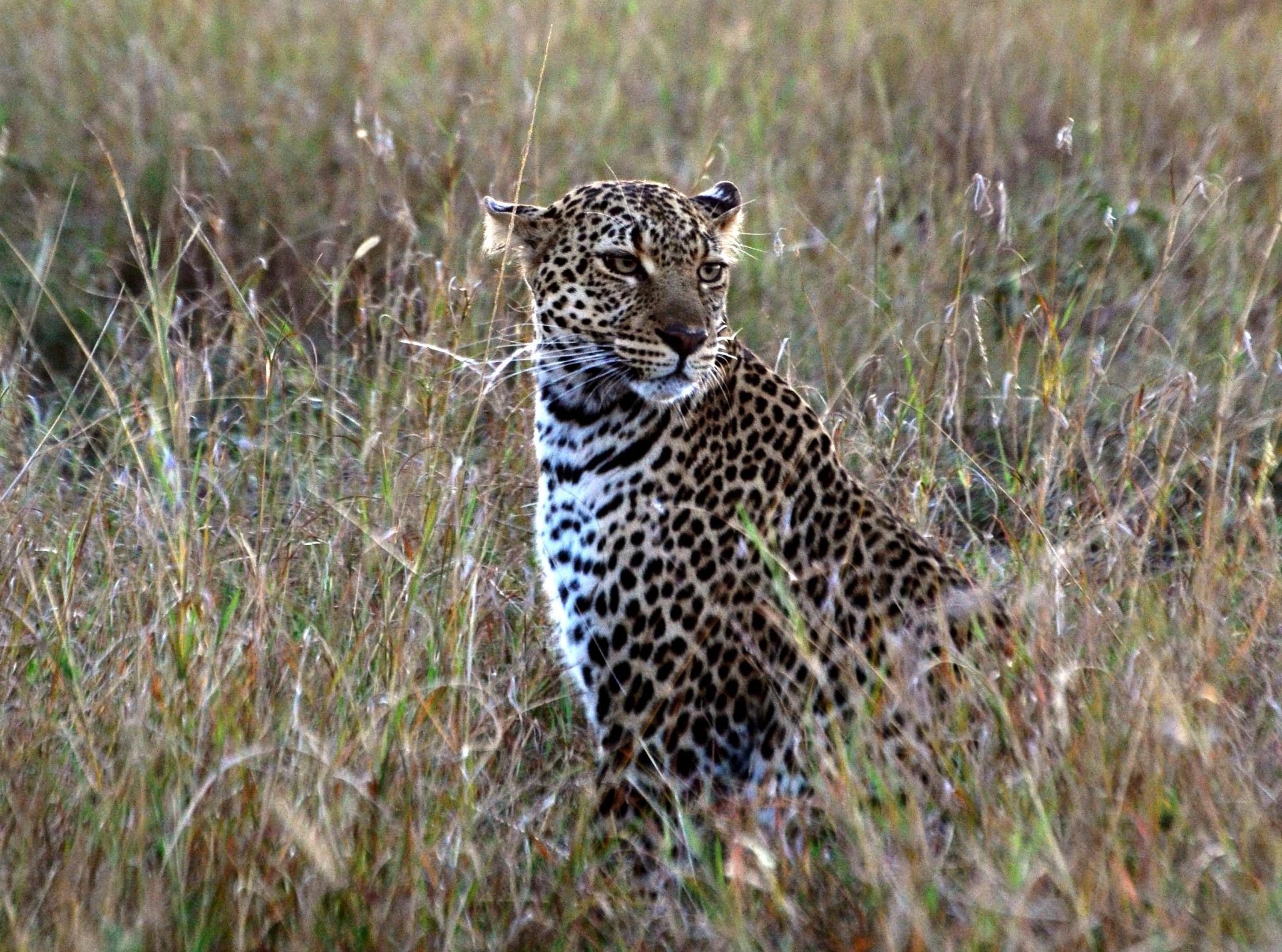 Leopard in der Masai Mara in Kenia - auf Kenia Safari