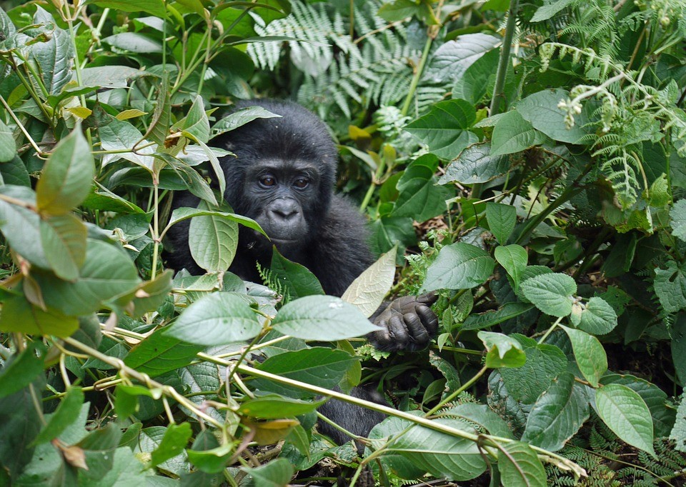 Berggorillas in Afrika - Population steigt wieder